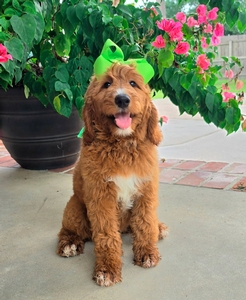 Apple's Lime Girl F1B Standard Goldendoodle