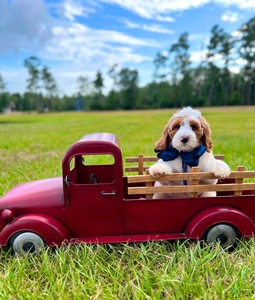 Charlie G's Navy Boy Multigen Standard Goldendoodle