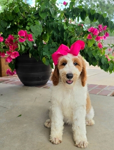 Apple's Pink Girl F1B Standard Goldendoodle