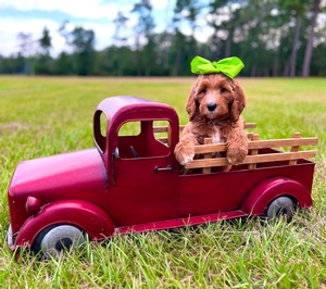 Charlie G's Lime Girl Multigen Standard Goldendoodle