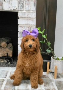 Lennon's Purple Girl F1BB Medium Goldendoodle