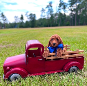Charlie G's Blue Boy Multigen Standard Goldendoodle