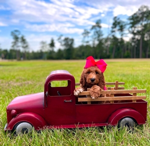 Charlie Grace Pink Girl Multigen Standard Goldendoodles 