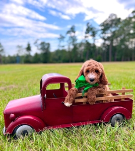 Charlie G's Green Boy Multigen Standard Goldendoodle