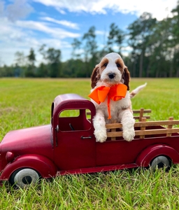 Charlie G's Orange Boy Boy Multigen Standard Goldendoodle
