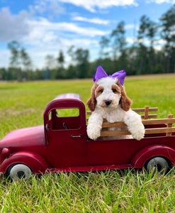 Charlie G's Purple Girl Multigen Standard Goldendoodle
