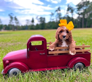 Charlie G's Yellow Girl Multigen Standard Goldendoodle