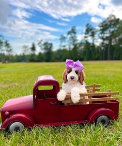 Charlie G's Lilac Girl Multigen Standard Goldendoodle
