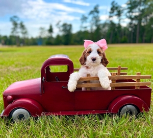 Charlie's Light Pink Girl Multigen Standard Goldendoodle