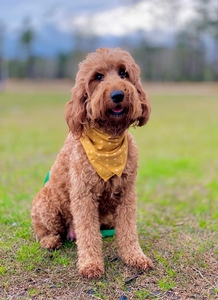 Sadie Decuir (Guardian Home)