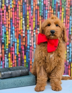 Bailey's Red Boy F2B Medium Goldendoodle