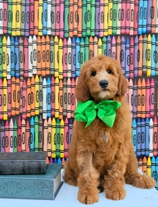 Bailey's Green Boy F2B Medium Goldendoodle