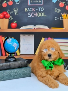 Millie's Green Boy F2B Mini Goldendoodle