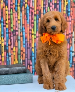 Bailey's Orange Boy F2B Medium Goldendoodle