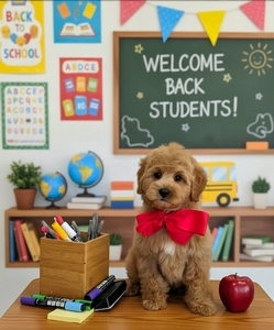 Bambi's Red Boy F1B Medium Goldendoodle