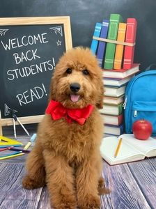 Gracie's Red Boy F1BB Mini/Med Goldendoodle