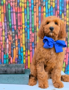 Bailey's Blue Boy F2B Medium Goldendoodle