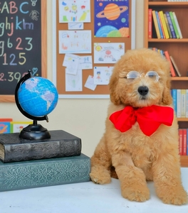 Millie's Red Boy F2B Mini Goldendoodle