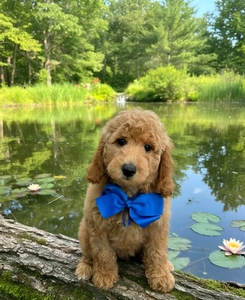 Blossom's Blue Boy