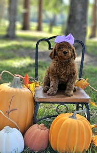 Gracie's Lilac Girl F1BB Mini Goldendoodle