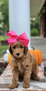 Gracie's Pink Girl F1BB Mini Goldendoodle