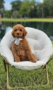 Wimberly's Silver Boy F1B Medium Goldendoodle