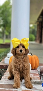 Gracie's Yellow Girl F1BB Mini Goldendoodle