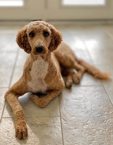 Nala  ( Guardian Home) 
