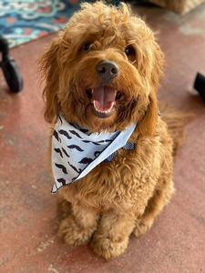 Milo