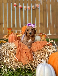 Apple's Lilac Girl F1B Standard Goldendoodles