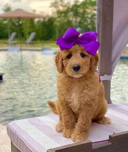 Maggie West's Purple Girl mini Goldendoodle 