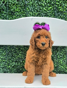 Bella's Purple Girl MultiGen Mini Goldendoodle