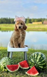 Kaia's Light Pink Girl F1B Medium Goldendoodle