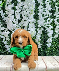 Harper's Green Boy F1BB Standard Goldendoodle