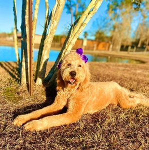 Willow