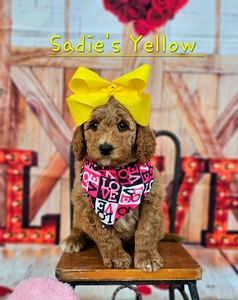 Sadie's Yellow Girl F1B Standard Goldendodle
