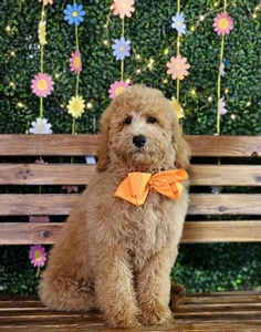 Wimberly's Orange Boy F1B Medium Goldendoodle