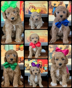  September 2nd Puppies - Sophie / Goose F1BB mini Goldendoodles