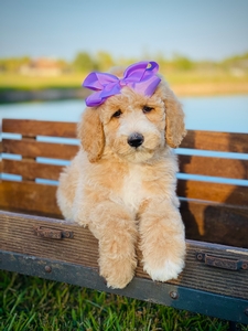 Willow Jane's Lilac Girl F1BB Medium Pyredoodle