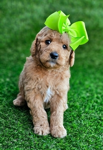 Kaia's Lime Girl - F1B Medium Goldendoodle