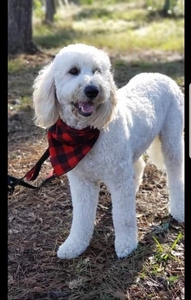 Sadie ( now retired) 