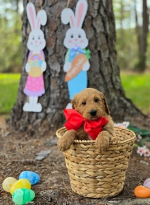 Wimberly's Red Boy - F1B Standard Goldendoodle