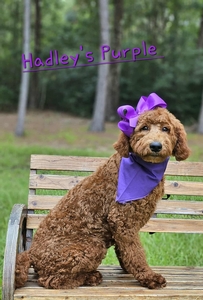 Hadley's Purple Girl Standard Goldendoodle