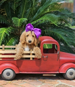 Blossom's Purple Girl F1BB Medium Goldendoodle