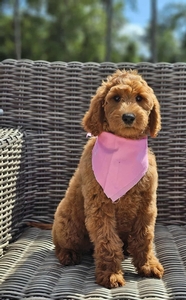 Hadley's Pink Girl Standard Goldendoodle