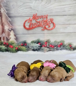 CHRISTMAS Puppies - Millie / Teddy Mini Goldendoodles