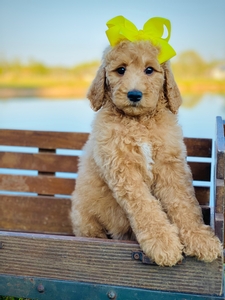 Willow Jane's Yellow Girl F1BB Medium Pyredoodle