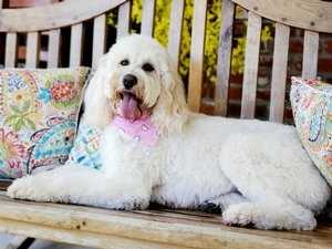 Maggie