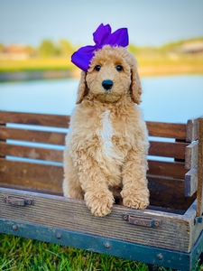 Willow Jane's Purple Girl F1BB Medium Pyredoodle
