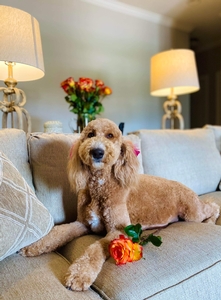 Maddie (Guardian Home) 